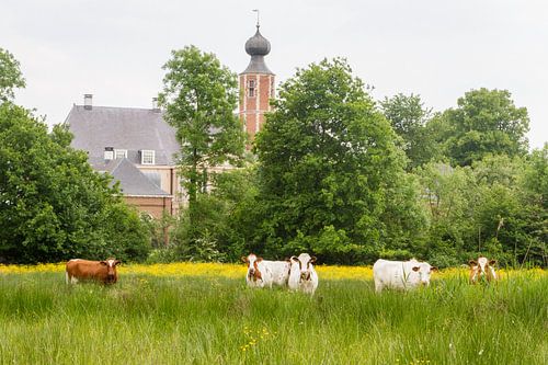 koeien bij kasteel Halder, Sint-Michielsgestel