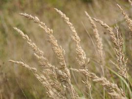 Blowin' in the wind. von Isis van Noort