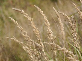 Blowin' in the wind.