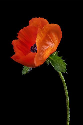Poppy flower