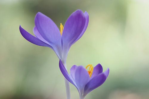 2 krokussen in het gras