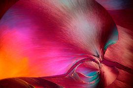 Salmeterol van André Wieringa