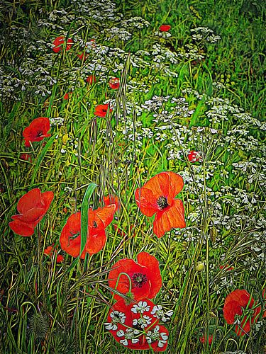 Rode klaprozen onder vrienden