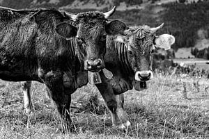 Doppelpack
