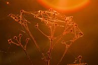 Spinnweben im Abendlicht von Norbert Sülzner Miniaturansicht