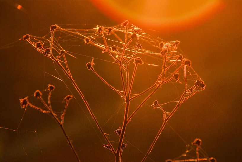 Spinnweben im Abendlicht von Norbert Sülzner