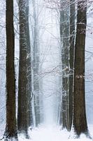 Winter Wins.