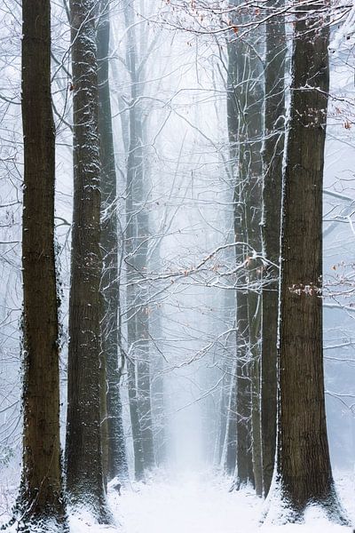 Winter gewinnt. von Inge Bovens