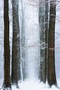 Winter gewinnt. von Inge Bovens Miniaturansicht