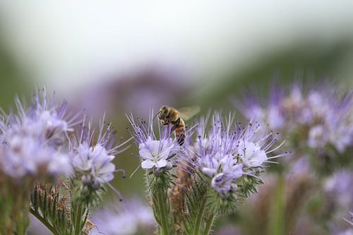 Die Biene und die Blume