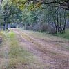 Forest path with birch and oak trees (Betula pendula and Quercus robur). by whmpictures .com