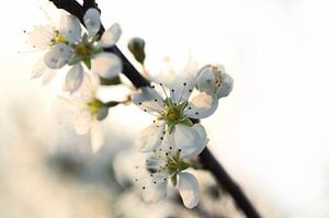 White spring blossoms von Frouwkje Fotografie