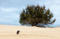 Bug on the sand