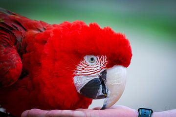 Rode papagaai