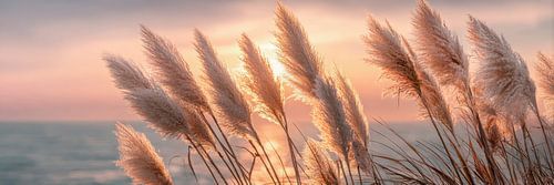Pampas Poetry in the Evening Glow