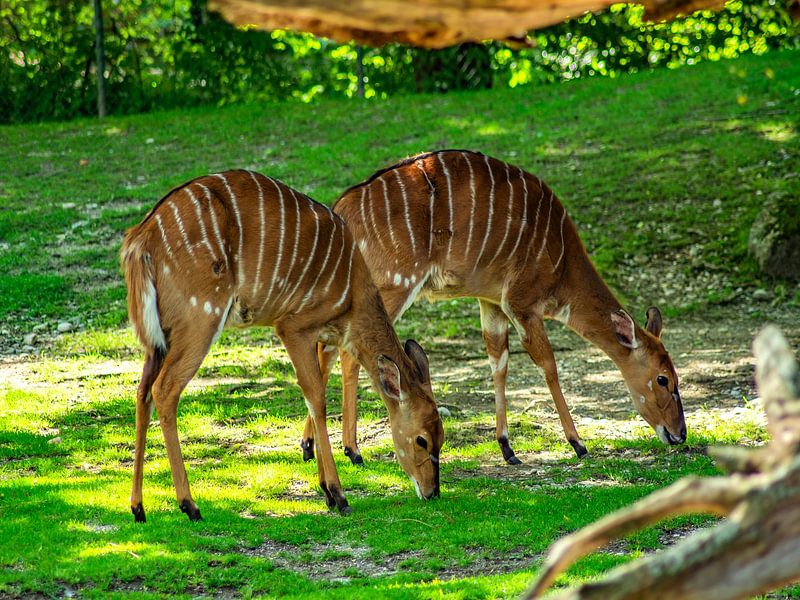 Lowland Nyala by Photoart-Naegele