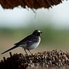 A white wagtail on a visit by Gerard de Zwaan