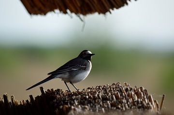 A white wagtail on a visit