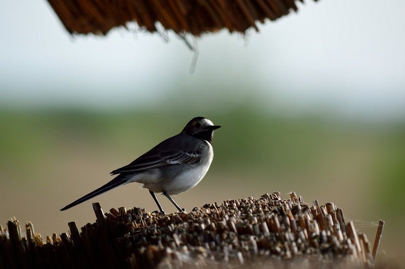 A white wagtail on a visit by Gerard de Zwaan