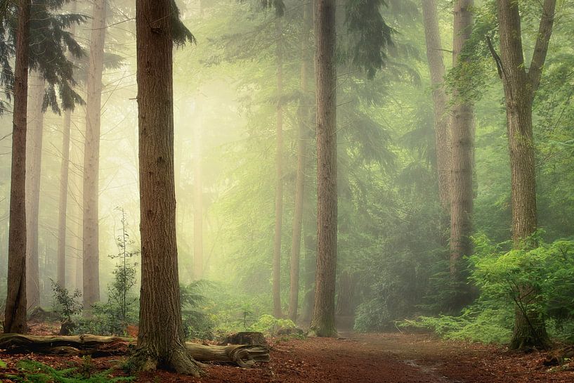 Magical light van Roelie Steinmann