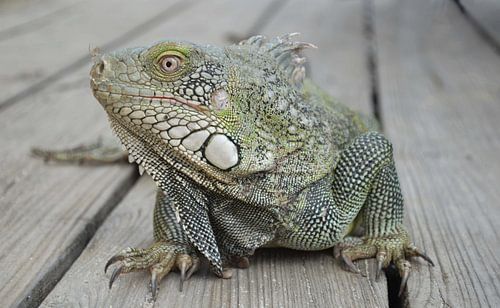 leguaan op hout