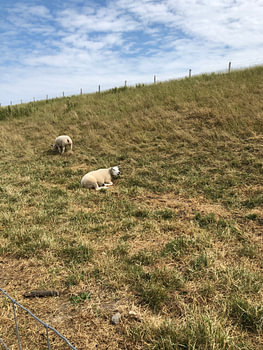 Mouton Texel