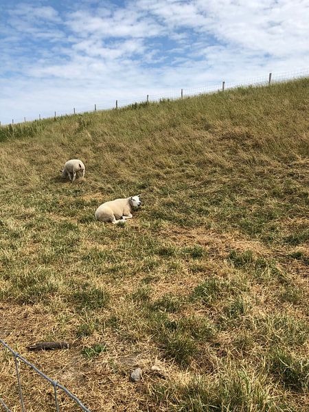 Texel sheep by tania mol