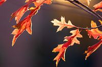 L'automne doré montre son meilleur côté avec des feuilles colorées en octobre doré