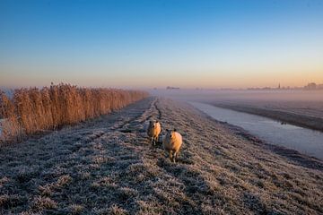 2 sheep in winter by peterheinspictures