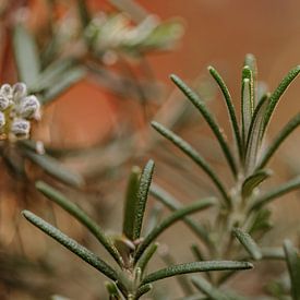 Rosemary herb garden by Tessa Heijmer