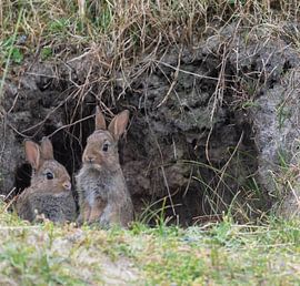 Kaninchen von Foekje Hoekstra