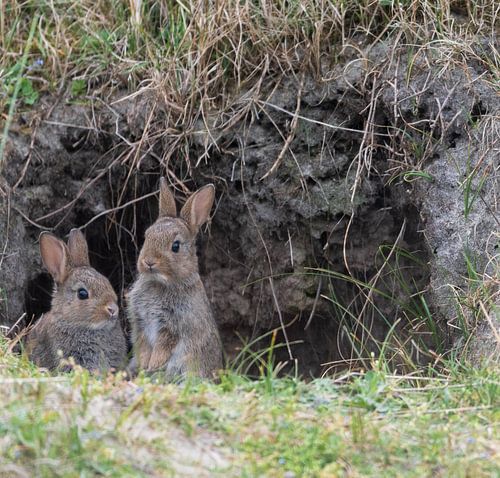 Lapins sur Foekje Hoekstra