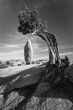 Le parc national de Joshua Tree en noir et blanc