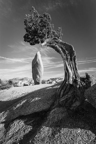 Joshua Tree National Park in Schwarz und Weiß von Henk Meijer Photography