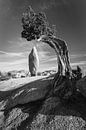 Joshua Tree National Park in Schwarz und Weiß von Henk Meijer Photography Miniaturansicht
