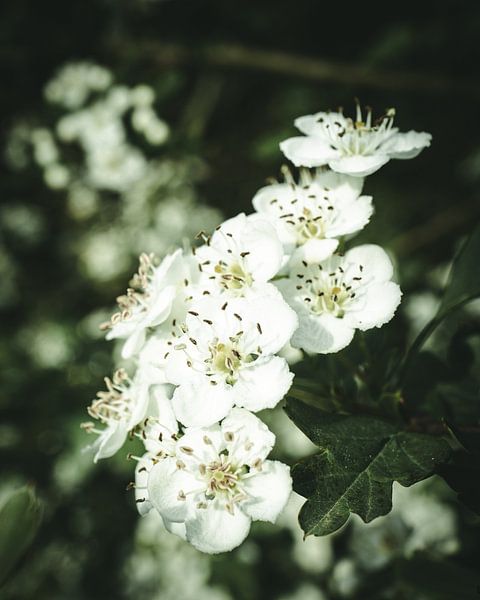Flowers in the morning light by Jan