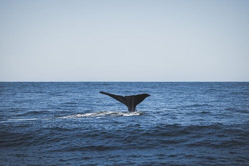 Kaikoura: Spektakel van de Oceaanreuzen