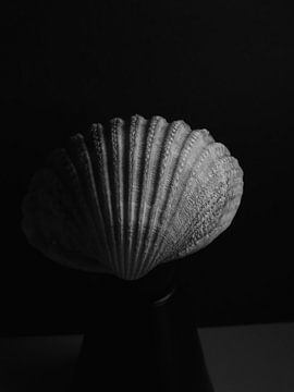 Seashell 3 van Nancy Overgaauw