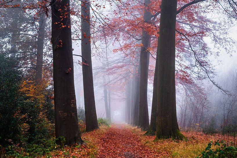 De belles bénédictions par Tvurk Photography