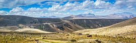 Herd des Lamas auf der Hochebene der Anden, Peru von Rietje Bulthuis