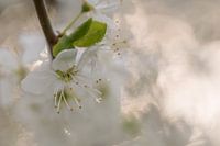 Sleedoorn bokeh
