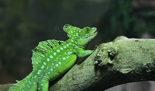 Groene basilisk in Miami Zoo