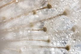De witte pluisjes van een pluizenbol met druppeltjes water van Marjolijn van den Berg
