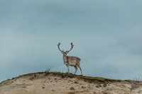 Damhirsch mit beeindruckendem Geweih in den Dünen