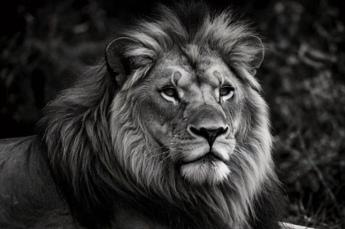 Zwart-wit foto van krachtige leeuw