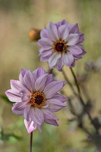 Dahlias sur Tonia Beumer