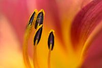 Lilly