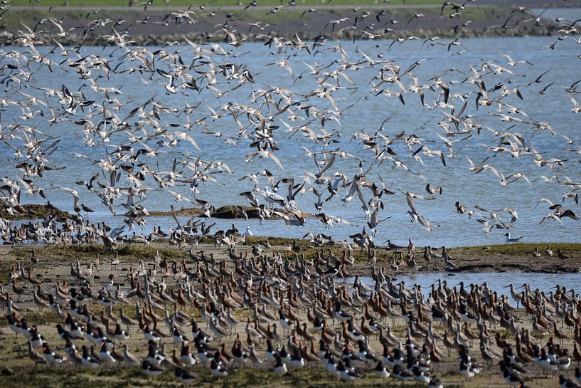 Grutto's op Terschelling von Sjoukje Hamstra-Bouma