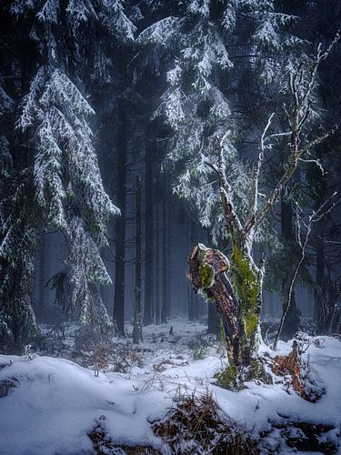 Forêt mystérieuse