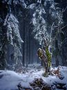 Mysteriöser Wald von Eddy Westdijk Miniaturansicht